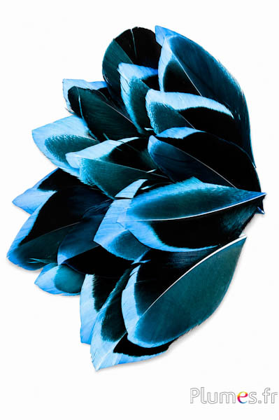 Pétales en plumes - 5-8 x 3-4 cm - turquoise-noir